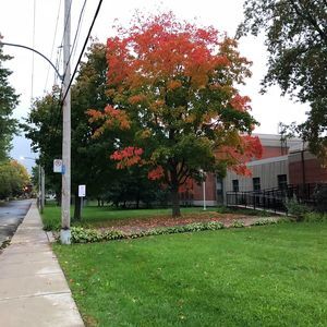 Meet your Posher, Laila